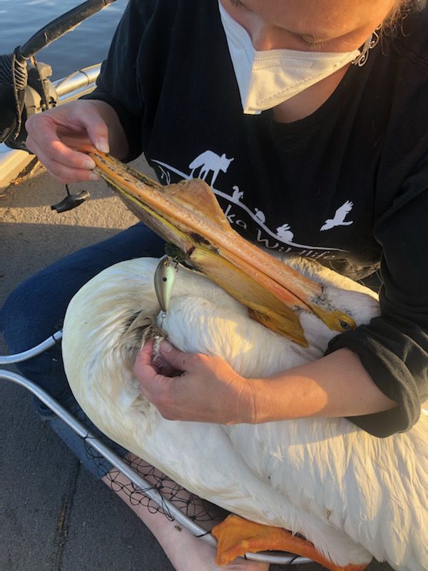 wildpelican